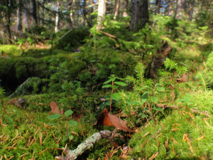 PA149357.jpg